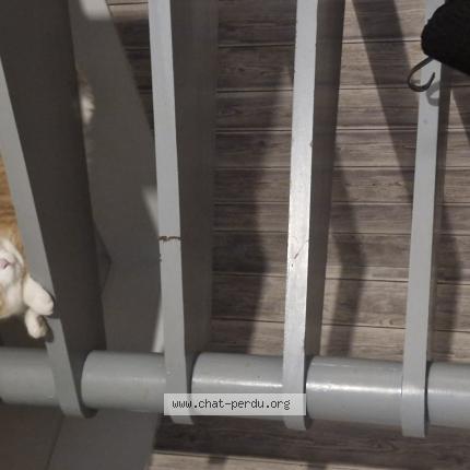 Photo 1/1 Arya Chat perdu à Amfreville la mivoie