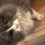 Photo de chat perdu à Lahore