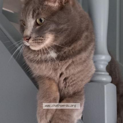 Photo de chat perdu à Creon