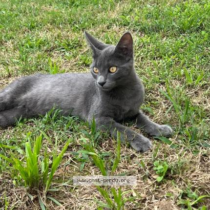 Photo de chat perdu à Saint Pierre Du Mont