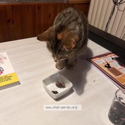 Photo 2/2 TISHA Chat perdu à Les moitiers d allonne