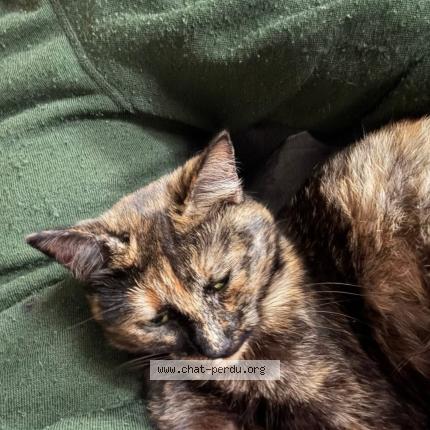 Photo 1/1 Ulyss Chat perdu à Asse le riboul