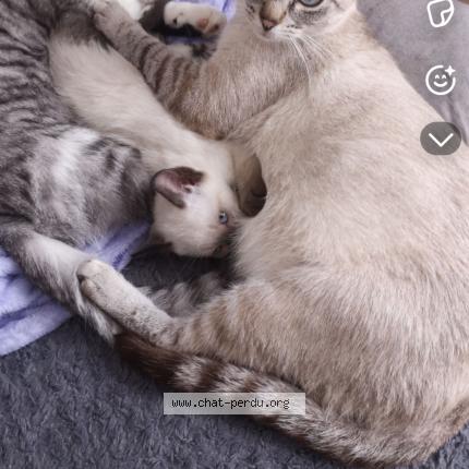 Photo 1/1 Nounoune Chat perdu à Varennes sur loire