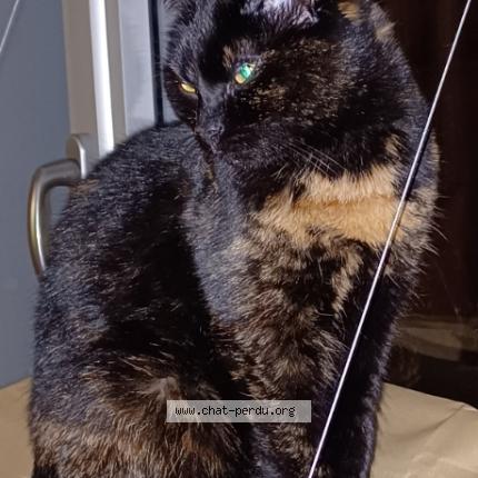 Photo de chat perdu à Bourg La Reine