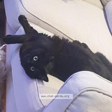 Photo de chat perdu à Vacquiers