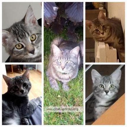 Photo de chat perdu à Irodouer
