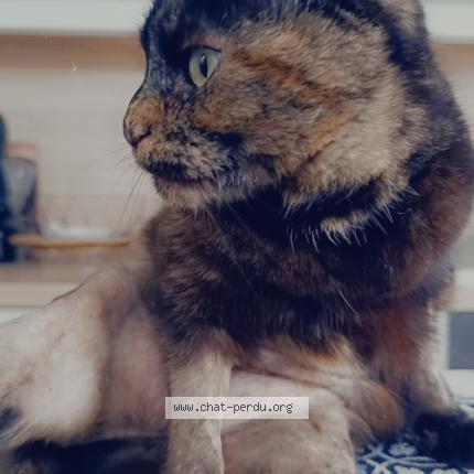 Photo 1/1 Réglisse Chat perdu à Cognac