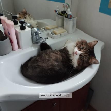 Photo 1/1 Patapouf Chat perdu à Souston