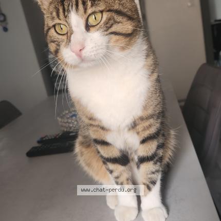 Photo 1/1 Bunjouk Chat perdu à Biesheim