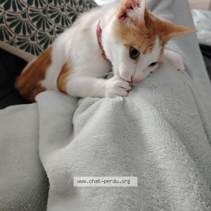 Photo de chat perdu à Eybouleuf