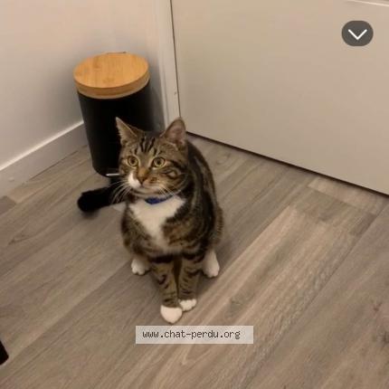 Photo 1/1 Salem Chat perdu à Avion