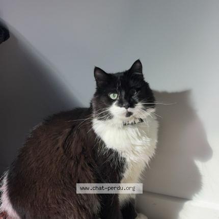 Photo 1/1 Moumoune Chat perdu à L aigle