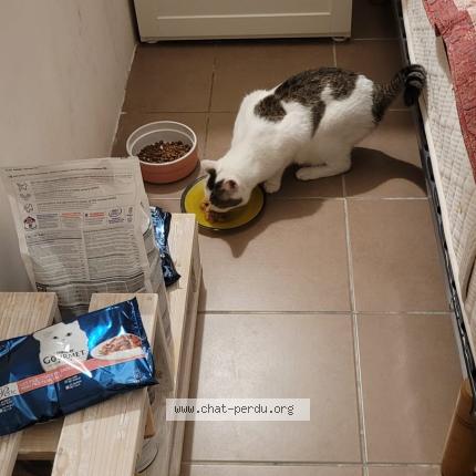 Photo 1/1 Chat retrouvé Perdu à Marseille