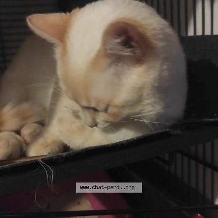 Photo 1/1 Damibou Chat perdu à Agen