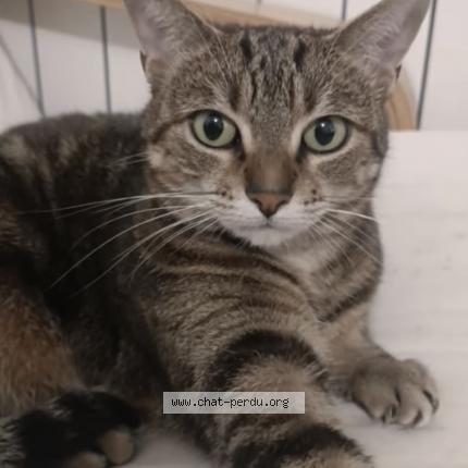 Photo 1/1 Bouh Chat perdu à Fecamp