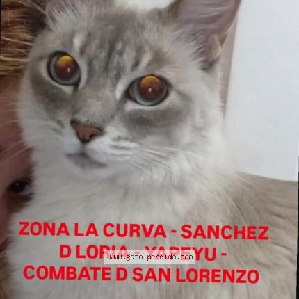 Photo 1/1 Ricarda Chat perdu à Bs as