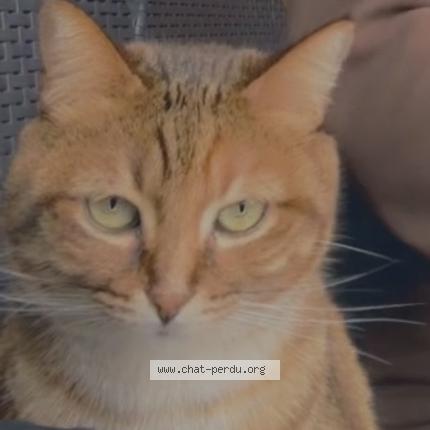 Photo 1/1 Kiara Chat perdu à Bordeaux