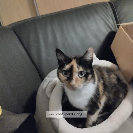 Photo de chat perdu à Calais