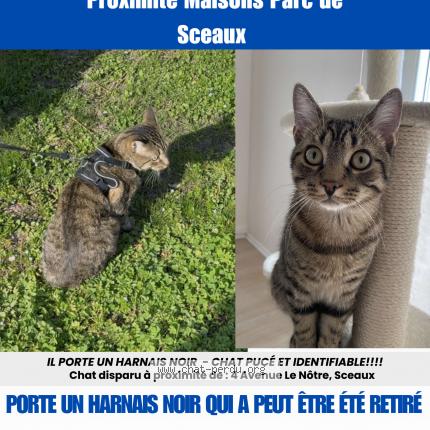Photo 1/1 Chat retrouvé Perdu à Sceaux