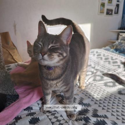 Photo de chat perdu à Coutras