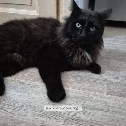 Photo 1/1 Baghéra Chat perdu à Ussel