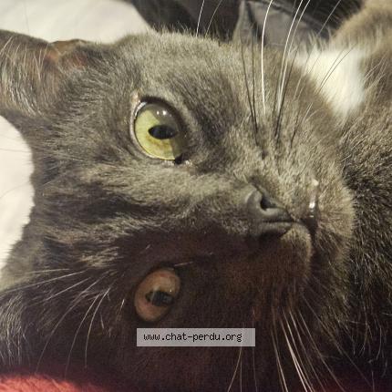 Photo de chat perdu à Montreuil