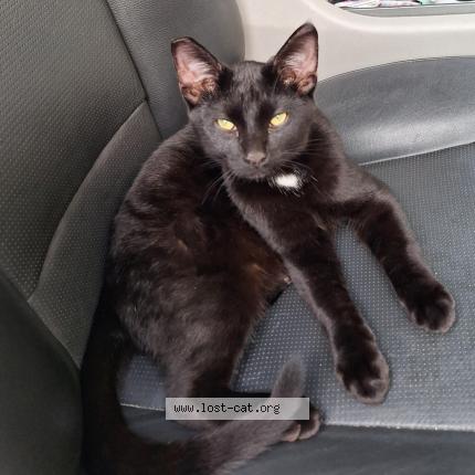 Photo 1/1 Chat trouvé Trouvé à Albany