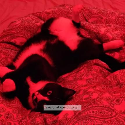 Photo de chat perdu à Toulouse