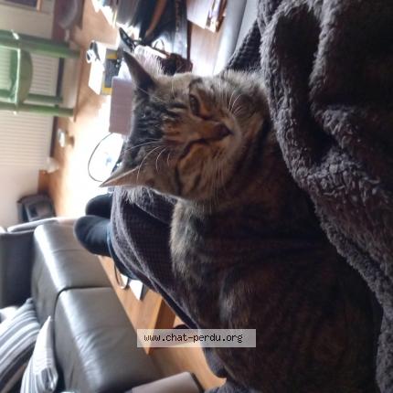 Photo de chat perdu à Thore La Rochette