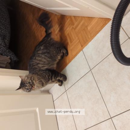 Photo de chat trouvé à Ruy