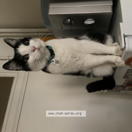 Photo 1/1 Mia Coquelle Chat perdu à Paris