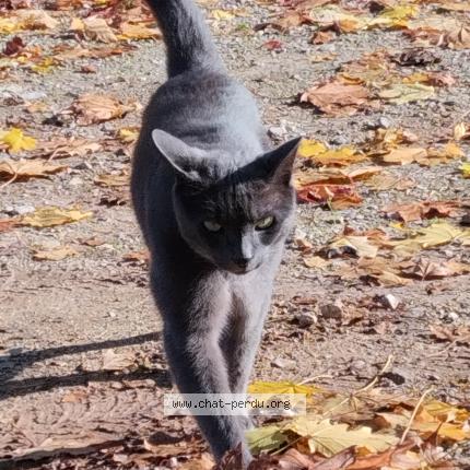 Photo 1/1 Lennon Chat perdu à Drevant