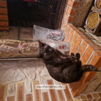 Photo 1/1 Millo Chat perdu à Saint gemmes d andigne