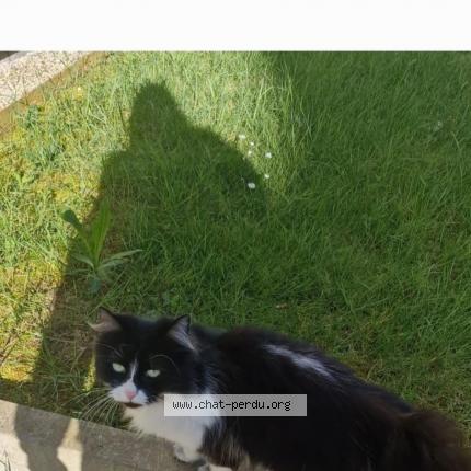 Photo 1/1 Chat retrouvé Trouvé à Le Mee Sur Seine