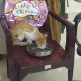 Photo de chat perdu à Sundarapuram Coimbatore