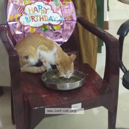 Photo 1/1 Ammu Chat perdu à Sundarapuram coimbatore