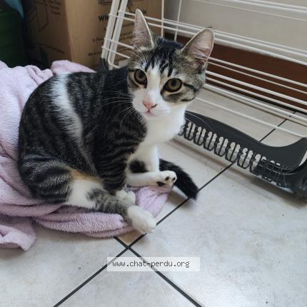 Photo de chat perdu à Clermont Ferrand
