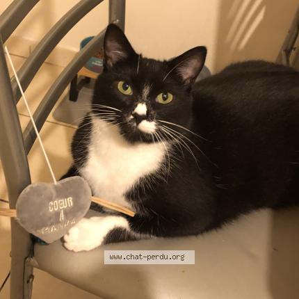 Photo de chat perdu à Lille