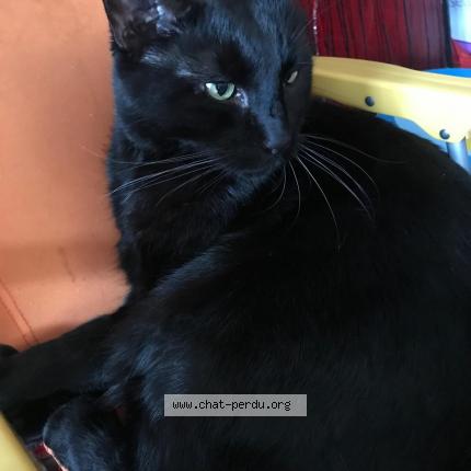 Photo de chat perdu à Villiers Sur Marne