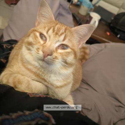 Photo de chat perdu à Billere