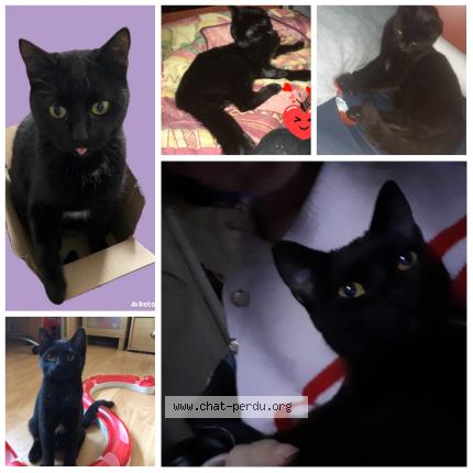Photo de chat perdu à Heumont