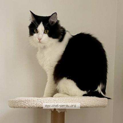 Photo 1/1 Chat retrouvé Perdu à Melun