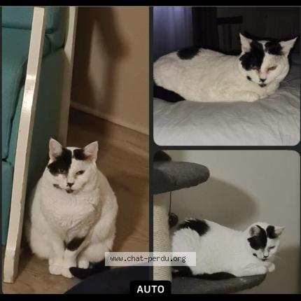 Photo 1/1 MINETTE Chat perdu à Chalkans