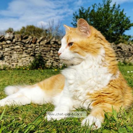Photo de chat perdu à Rantigny