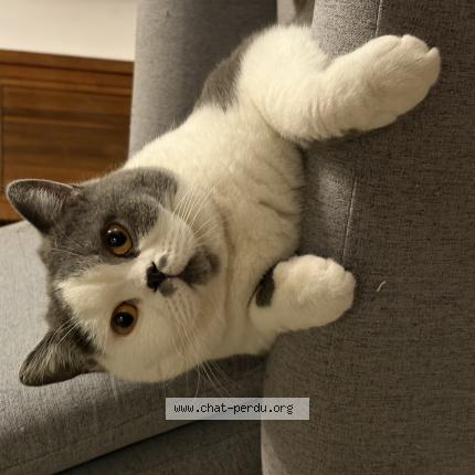 Photo de chat perdu à Montagnac