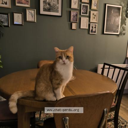Photo 1/1 Chat retrouvé Perdu à Blainville Sur L Eau