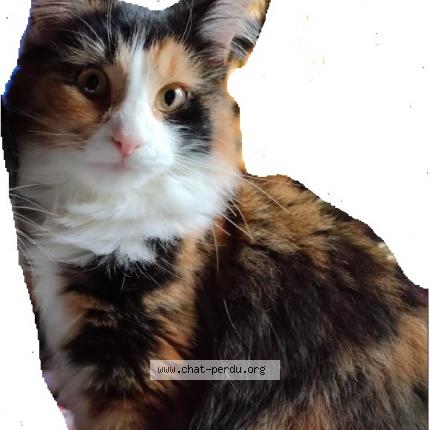 Photo de chat perdu à Savigny Sur Orge