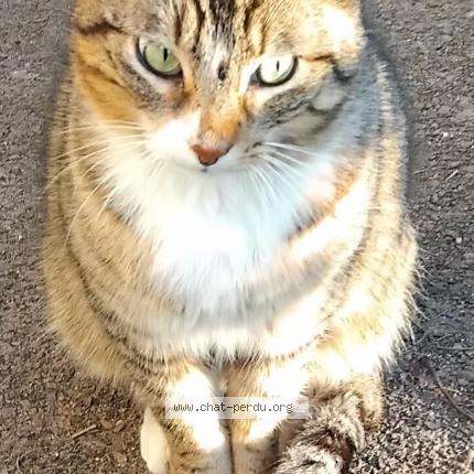 Photo de chat trouvé à Courcy Aux Loges