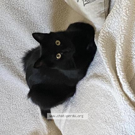 Photo de chat perdu à Bordeaux