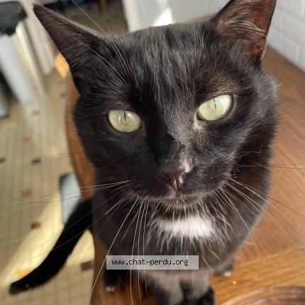 Photo de chat perdu à Bessay Sur Allier